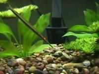 Needlenose feeding