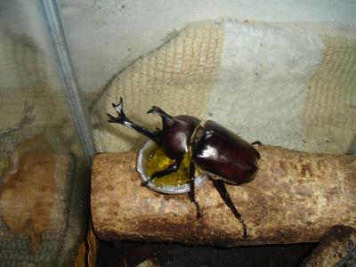 Brutus the Beetle 2