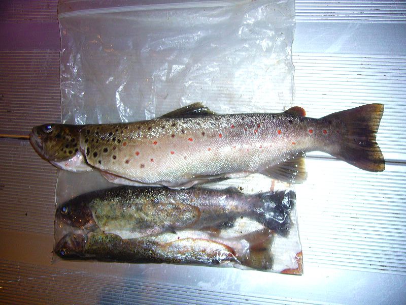 p1000502.jpg