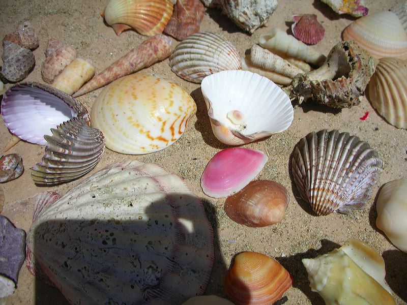 dscn2382.jpg