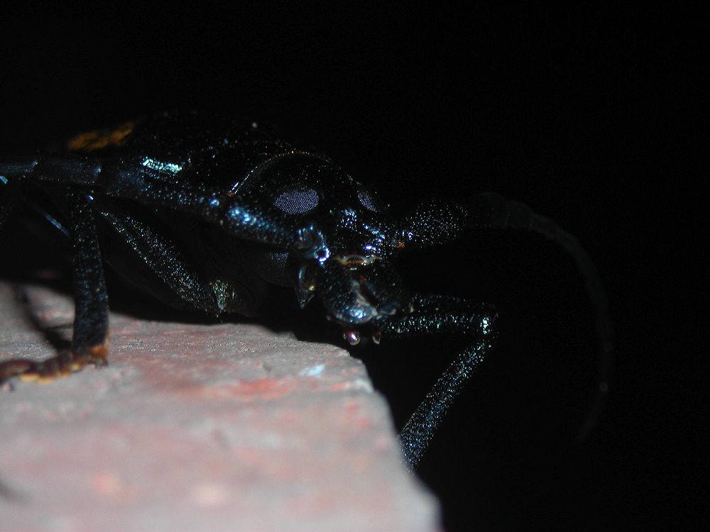 dscn2548.jpg