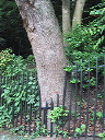 tree_around_steel_fence