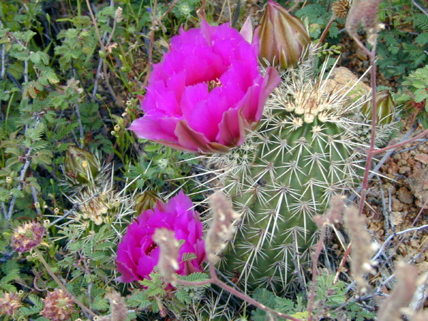 nice_cactus_bloom